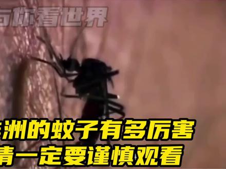 非洲的蚊子有多厉害,看得让人头皮发麻,请谨慎观看 #科普健康知识 #科普一下
