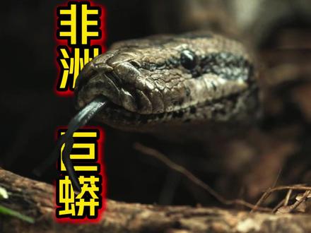 非洲巨蟒闯民居筑巢,四十幼蛇破卵,绞杀力堪称恐怖 本视频聚焦非洲最大的蛇类 —— 非洲岩蟒,解锁其强悍的生存与捕猎技能,展现一场惊心动魄的人蟒相遇与生命繁衍之旅。非洲岩蟒体长可达乔丹身高三倍,身携百枚鱼钩状利齿,更有堪比热成像仪的颊窝,能精准探测猎物踪迹;千块肌肉造就无解绞杀力,不凭毒液,仅靠缠绕阻断血流,就让鼠类、鳄鱼甚至人类都难逃其手。当这条顶级掠食者悄然潜入人类居所,并非为猎食,而是筑巢待产。70 天孵化期后,近四十条幼蟒破卵而出,天生凶猛开启生存之路,而耗尽体力的母蟒也再度开启狩猎模式。强悍的生存能力让它成为非洲顶级猎手,却也因频繁的人蟒冲突,让人类对其避之不及,本视频也借此展现了自然野性与人类生活的激烈碰撞。@谢猛的声音 #非洲 #蟒蛇 #动物解说 #纪录片 #热门