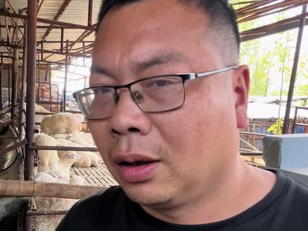 做疫苗,能防住非洲一号口蹄疫吗? #主打的就是一个真实 #口蹄 #牛羊养殖 #养羊人 #养殖人加油