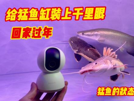 为猛鱼缸装上监控,即使老回家过年,也可以时刻看到猛鱼 #生活 #观赏鱼 #养鱼日记 #监控摄像机