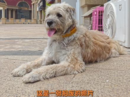 深度评测小米17Max的三大升级 2亿像素 屏幕和续航 大家觉得怎么样#小米17max #小米手机