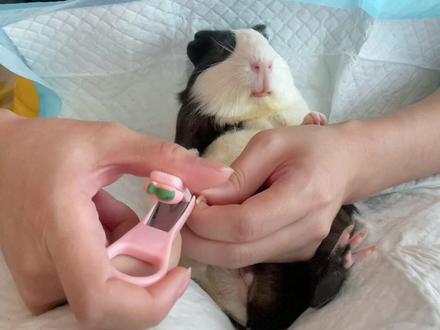 荷兰猪剪指甲教程,新手猪妈看过来~本期视频就没有bgm了,因为自带了bgm#荷兰猪 #豚鼠 #天竺鼠车车 #科学养宠攻略