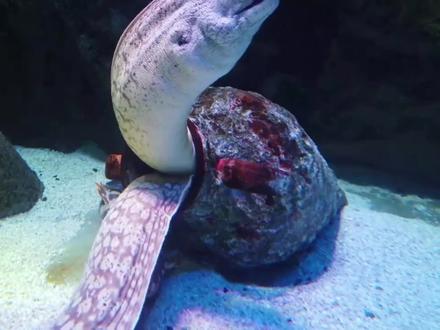 海底电击高手:海鳗的神秘力量揭秘 #海洋生物 #电鳗 #海洋 #海洋动物 #水下拍摄 #海底世界