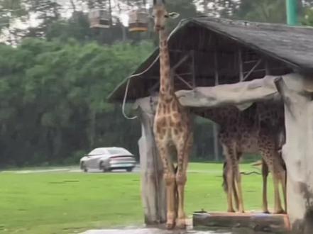 长颈鹿个子太高独自在棚外淋雨怀疑长颈鹿走错棚子了 #社会 #热点 #新闻