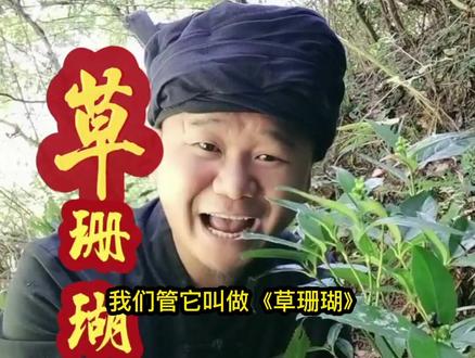 这样的《草珊瑚》~您们家乡叫什么?#大山深处自然美 #三农 #原生态乡村生活 #野生植物 #贵州