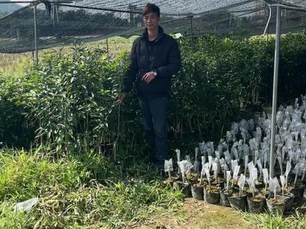 3千8不讲价的沉香奇楠苗