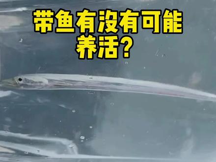 带鱼有没有可能养活? #带鱼 #重新认识地球