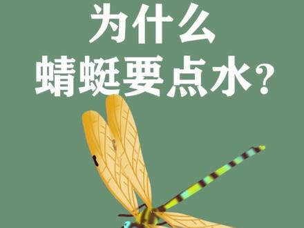 为什么蜻蜓要点水?#涨知识 #十万个为什么 #科普 #萌知计划؟ @抖音青少年