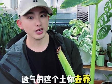 别再被骗了! 象耳芋能不能长巨叶,根本不看桩!
#象耳芋 #养花避坑指南 #室内绿植 #巨叶植物