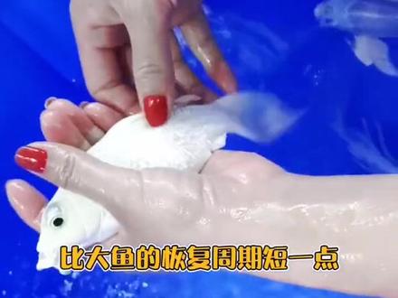 剪鳍教程来啦,各位鱼友收好喽~#养鱼日记 #蝴蝶鲤