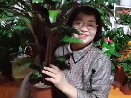 紫背竹芋冬天容易焦边干叶的现象了解这些知识,简单,竹芋蹭蹭长。