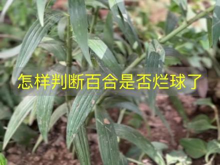 种好的百合怎样判断是否烂球了?烂球后该怎样处理呢?#花卉绿植 #园艺 #养花 #芥末花园