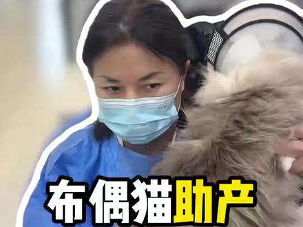猫咪难产,院长妙手掏崽#猫咪难产 #猫咪助产 #猫咪生产 #助产士