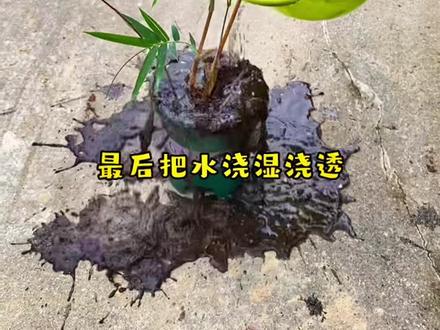 红观音竹换盆分盆方法技术!#红观音竹苗 #花卉绿植 #红观音盆景 #绿植