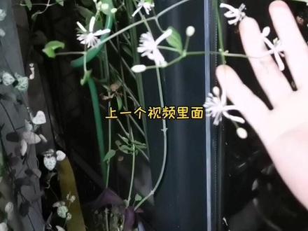 我来更新被我嫌弃的转子莲了,其实还是挺美的,有种满天星的错觉~#我的秘密花园