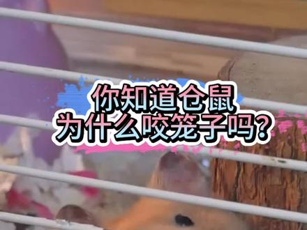 你知道仓鼠咬笼子是为什么吗?#仓鼠