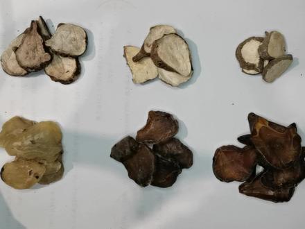 揭秘系列—附子:江油附子、汉中附子、云南附子,你分的清吗?#中药鉴别 #中药 #附子