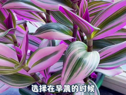视频有点长,建议大家先收藏#油画婚礼吊兰 #分享家庭养花知识 #吊兰