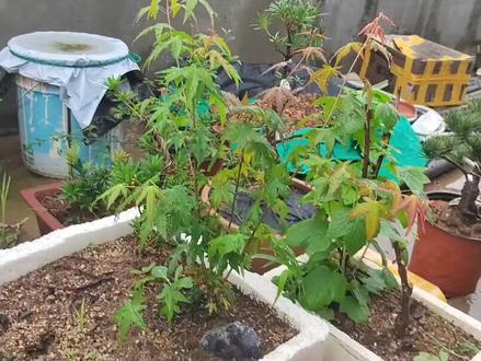 如何利用几棵小苗培养好看的八方根 #鸡爪槭红枫 #盆景制作 #矮霸盆景 #八方根制作 #八方根盘矮霸