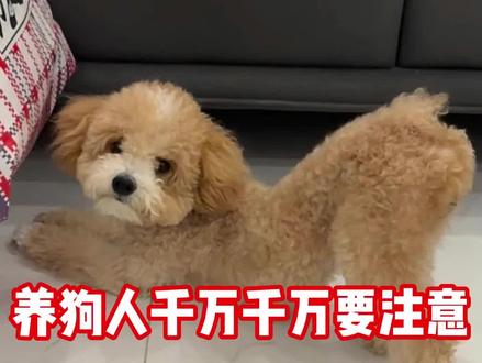 如果狗狗频繁伸懒腰,养狗人千万千万要注意! #新手养狗 #养狗人 #养狗经验分享 #萌宠好物 #养狗好物