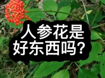 人参花和人参比到底咋样,是好东西吗#人参花 #人参文化#涨知识 #抖音热门