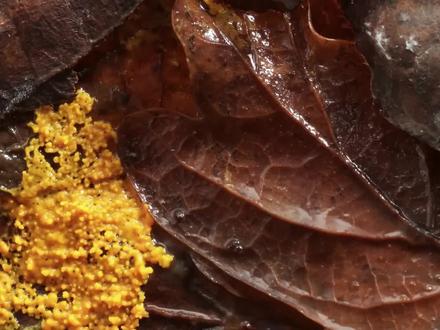 无处不在的黏菌,虽然是简单的原始生物,但却具有超乎寻常的智慧,甚至能帮助人类规划道路#黏菌 #黏菌东京铁路实验 #黏菌是细菌吗 #生物科普 #纪录片 #科普知识 #自然知识科普