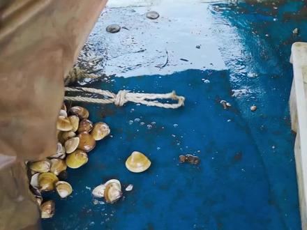 趁着退潮捕捞沙白,简单蒸煮原汁原味!#赶海#沙白贝#沙滩#高端的食材往往只需要简单的烹饪#新农人计划2022 @DOU+小助手 @抖音小助手 @DOU+上热门