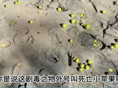 5月25日情报来了 #苹果