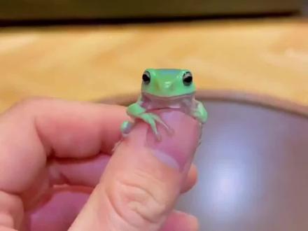 老爷树蛙,旅行青蛙的原型。#老爷树蛙#萌宠出道计划#星河知识计划#璀璨科学星@抖音青少年