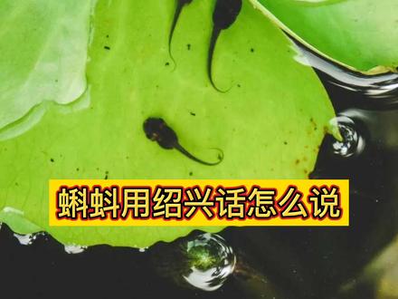 身为绍兴人竟然不会读蝌蚪!网友的读法太好笑了!#绍兴绍兴 #绍兴 #抖音小助手