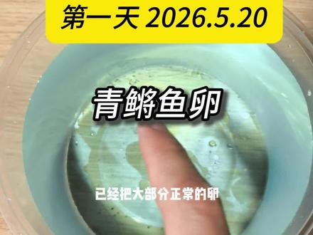 记录:0-1开始孵化青鳉鱼卵,第一天 #青鳉鱼 #鱼苗存活率 #养鱼日记