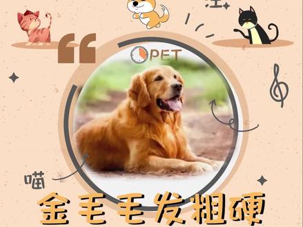 金毛犬毛发粗硬,可能是这些原因导致的#金毛 #狗狗 #宠物知识 #萌宠百科