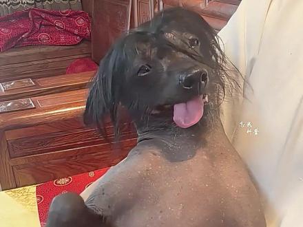 “这种动物我能撸吗” #神奇动物在抖音 #动物#海狮