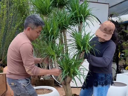 旺人,旺财的龙血树上架啦