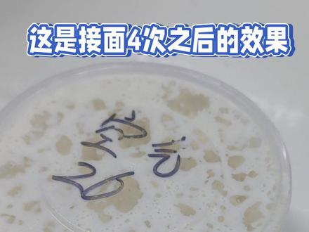 实在没面引子的朋友,不妨试试空气引子。#包子 #小笼包 #面食