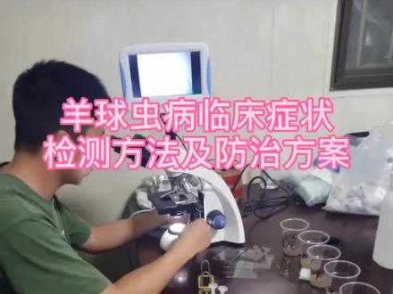 羊球虫病临床症状、检测方案及防治方案来了#养羊 #养羊创业 #育肥羊 #养羊技术 #抖音小助手