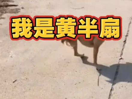 三条腿的蛤蟆不好找,两条腿都狗狗找到了