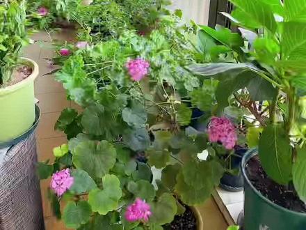 分享:如何用鸡蛋壳来养花🌹(补发)#爱生活爱养花 #花卉绿植 #养花小知识 #月季 #原创