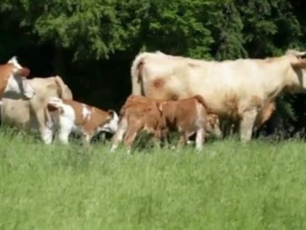 【善医五行】能动是福3#弘扬国学经典五行养生 #传承弘扬中国道教文化道家导引术 #传统道家五行健康养生文化