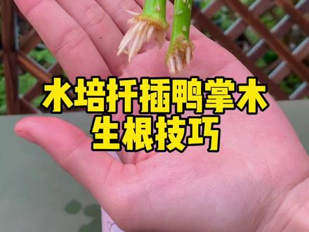#创作灵感 水培扦插鸭掌木,生根快#我要上热门 #花卉绿植 #鸭掌木 #八方来财