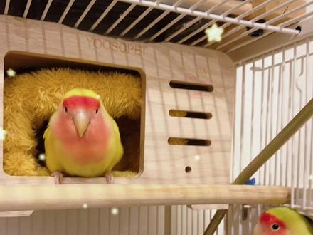 天冷啦,给你们做个暖窝#手工制作 #牡丹鹦鹉 #萌宠 #家有宠物 #手工diy