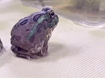 青蛙为什么不是绿色的呢?终于来了一只真正的青蛙-大泛树蛙#青蛙🐸 #奇趣自然