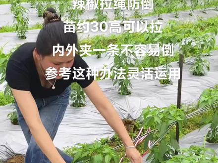 辣椒防护绳方法 这么拉绳子内外夹不容易倒伏,有效防止断枝等问题,可灵活参照一下!#辣椒🌶 #农业种植 #辣椒种植