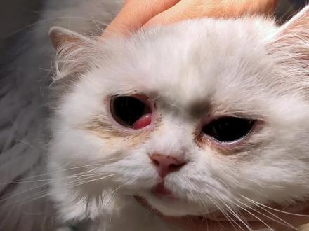 猫咪的第三眼睑突出,保守治疗有一定的复发概率,讨论后还是选择了手术切除,不过要谨防干眼症!#宠物医生