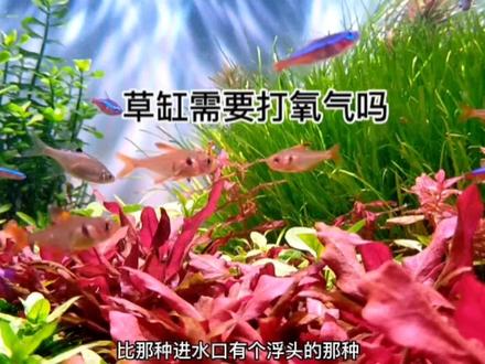 草缸需不需要打氧呢?这个视频来告诉你答案#水草造景 #草缸过滤 #草缸维护