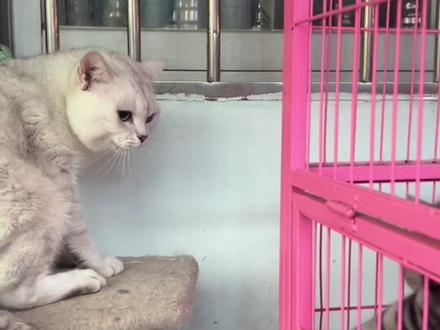 #海外奇遇见闻录第二期 #摆烂猫 #猫咪骂街 #生气猫 @DOU+小助手
怎么评论区大都是想看嘟嘟被打呢?好吧,完整版被虐视频来了,看看流氓是怎么诠释人狠话不多的 #海外奇遇见闻录
