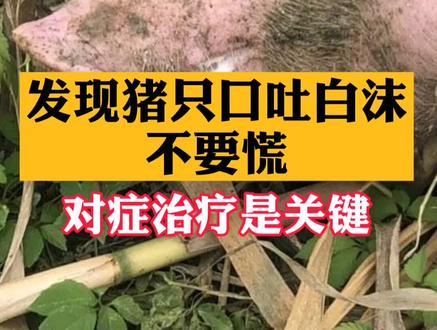 发现猪只口吐白沫不要慌,对症治疗是关键!