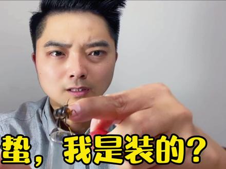 被虎头蜂蛰,我是装的?被蜂蛰了应急处理就是去医院 #虎头蜂 #胡蜂 #昆虫