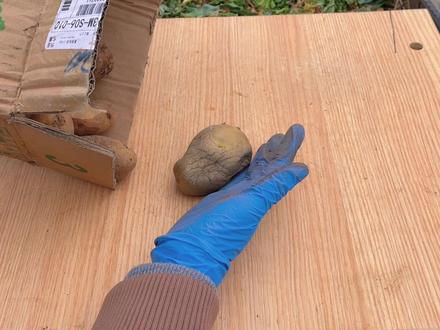 冬至过后一定要种一批土豆,不用催芽产量还高,赶紧跟我学起来吧#种土豆 #种植小技巧 #种菜小技巧 #关注我一起学种菜 #阳台种菜 #挖土豆 #土豆 #种土豆 #楼顶种菜 #有机蔬菜