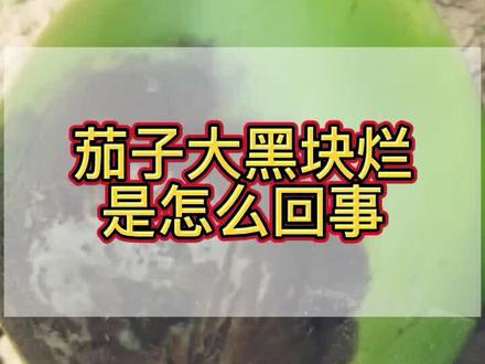 茄子大黑块烂是怎么回事?注意这两点茄子不再烂#三农 #农业 #我要上热门